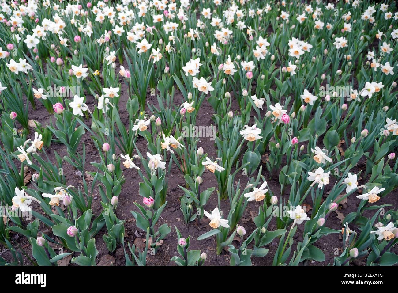 Ein üppiges Blumenbeet aus weißen und pfirsichfarbenen Narzissen, durchsetzt mit kleinen pinkfarbenen Tulpenknospen, blüht im Frühling in Ottawa Stockfoto