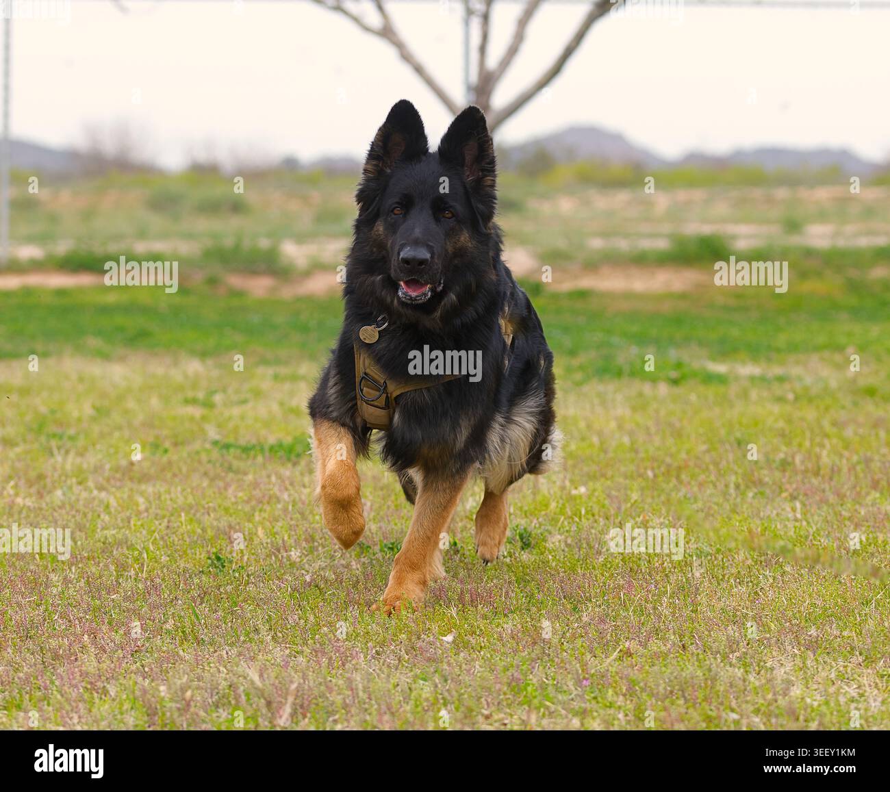 Deutscher Schäferhund im Park. Stockfoto