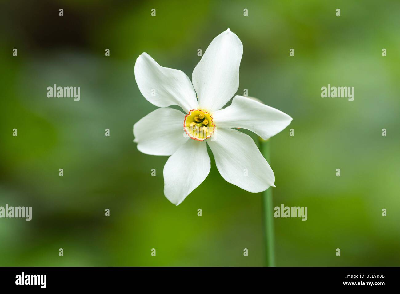 Poet Narcissus poeticus weiße Blume mit rot umrandeten gelben Corona Eine einzelne weiße Poet Narcissus poeticus Blume mit winzigem roten Rand Stockfoto