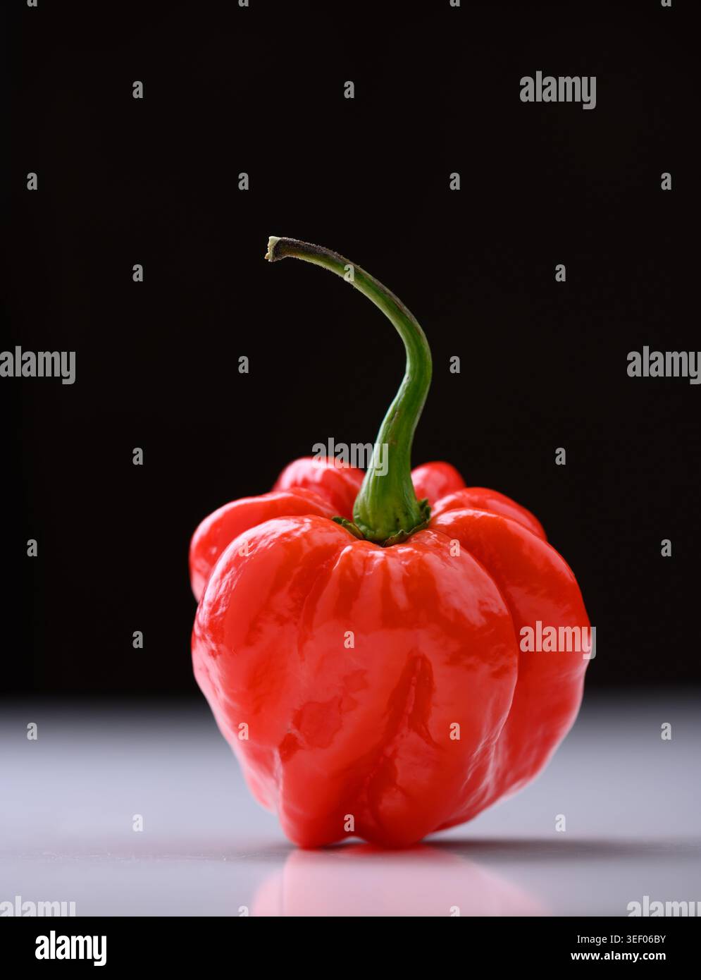 Roter Habanero-Pfeffer auf dunklem Hintergrund mit dramatischer Beleuchtung und Reflexion. Heißes Chili, Studioaufnahme, frische Produkte, Kontrast Stockfoto