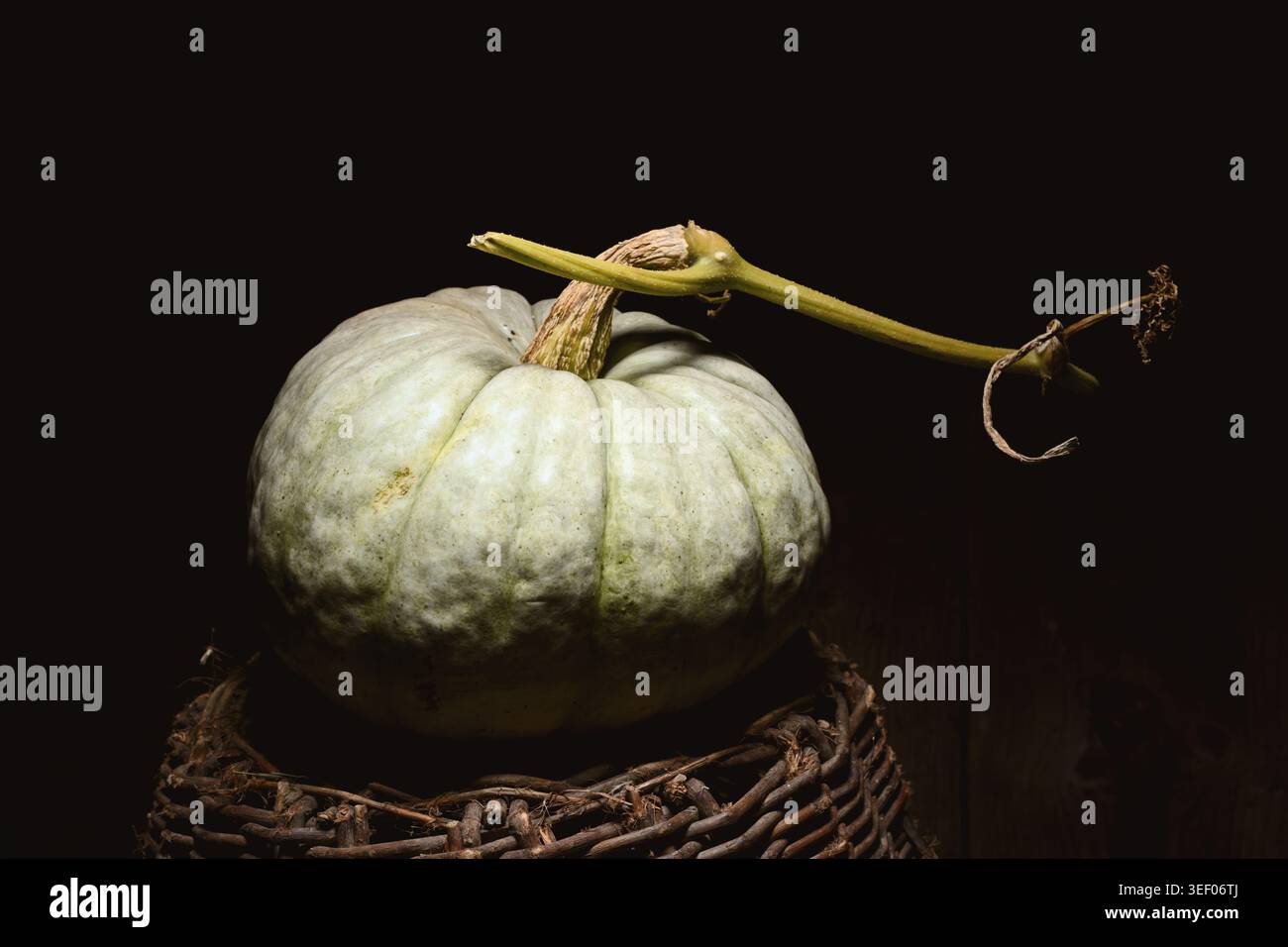 Hellgrüner Kürbis mit verlängertem Stiel auf Korbbasis in dramatischer Beleuchtung. Minimales Stillleben im Herbst mit Schatten und rustikalem Gefühl Stockfoto