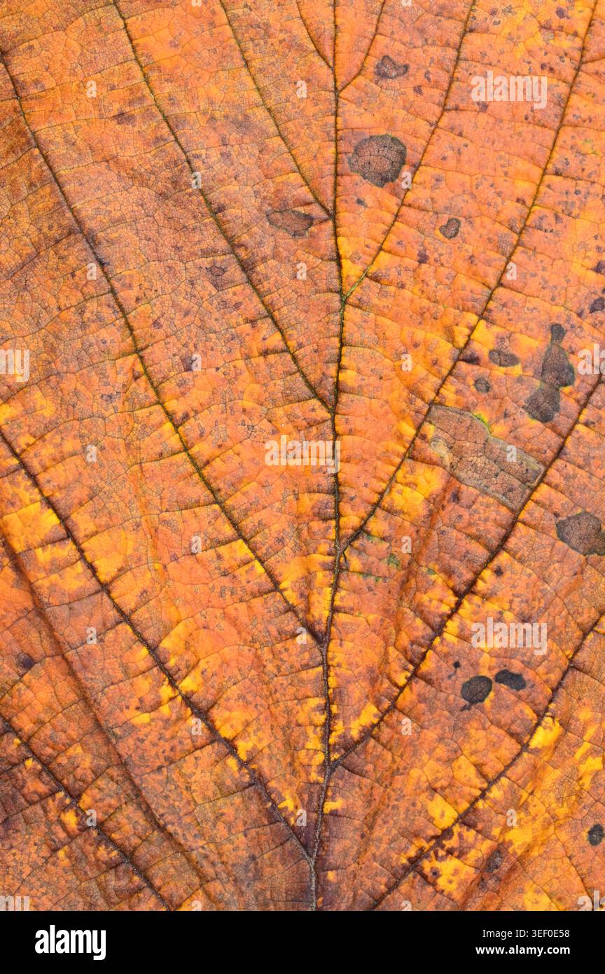 Detail des goldbraunen Herbstblattes von großblättriger Limette Stockfoto