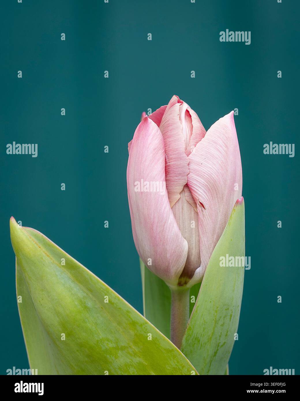 Elegante blassrosa Tulpe „Mistress Mystic“-Knospe mit weichen grünen Blättern vor tiefblauem Hintergrund, erfasst in zartem natürlichem Licht. Stockfoto