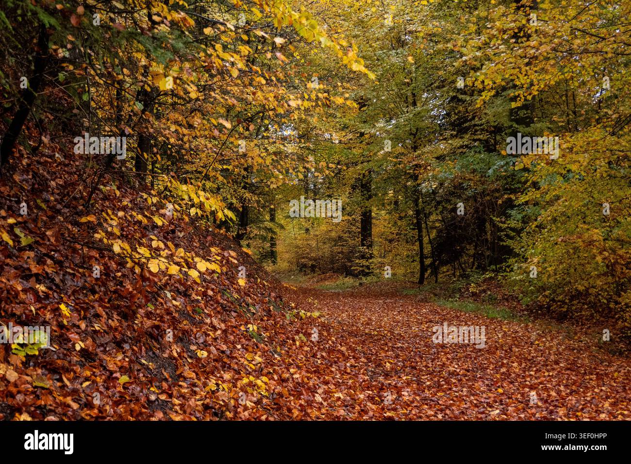 Ruhiger, mit Blättern bedeckter Waldweg im Herbst – kurviger Weg durch Laubbäume mit verflecktem natürlichem Licht Stockfoto