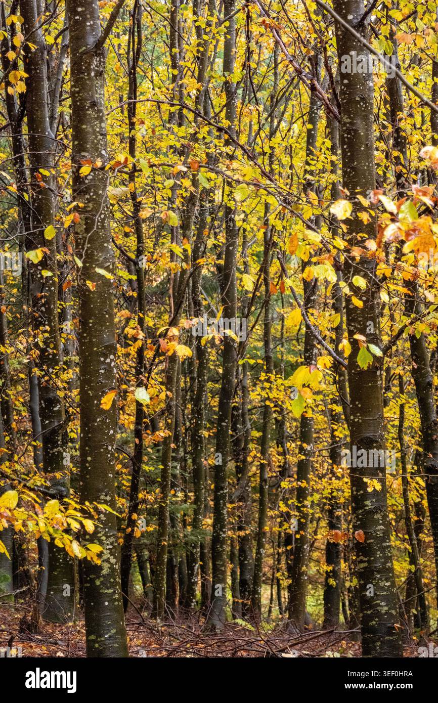 Dichte Buchenwälder im Herbst mit gesprenkelten Stämmen und goldenem Laub - stimmungsvolle vertikale Szene für Naturhintergründe Stockfoto