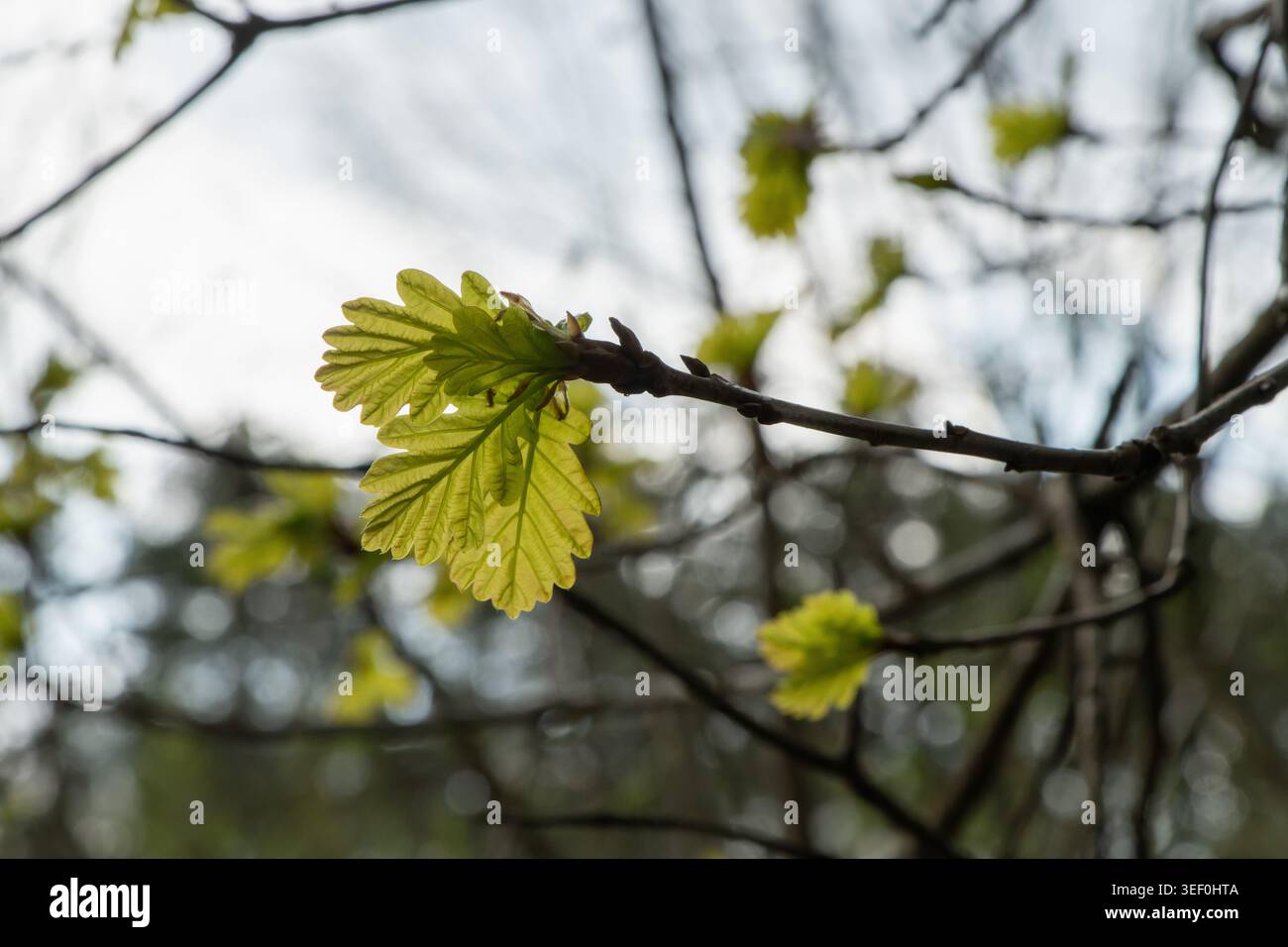 Junge Eichenblätter auf einem Zweig im Frühjahr Stockfoto