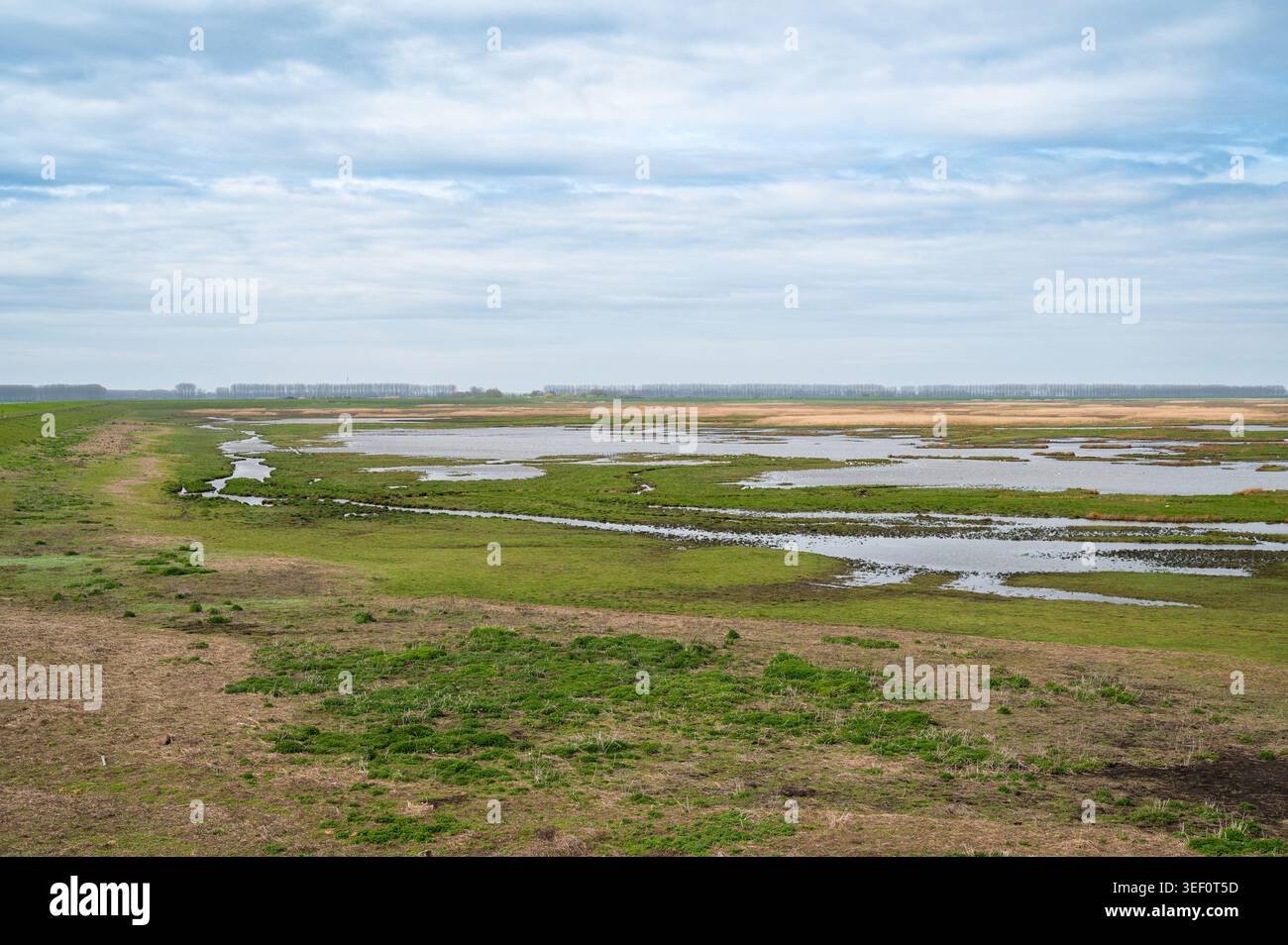 Versunkenes Land von Saeftinghe, Atlantische Salzwiesen, Feuchtgebiete und Naturschutzgebiete, Niederlande und Belgien, Brackwassergebiet Stockfoto