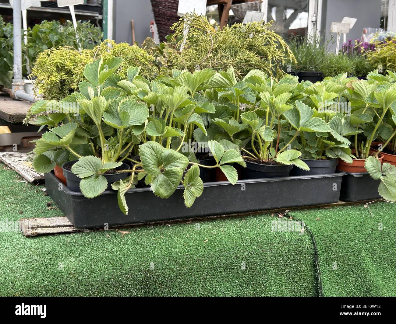 Junge Erdbeerpflanzen, die in Töpfen wachsen, werden im Freien in einem Gartencenter ausgestellt Stockfoto