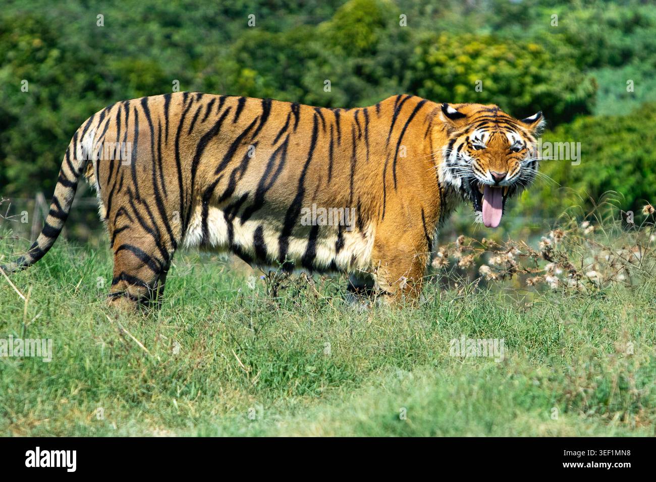 Der Tiger gähnt weit im grünen Gras, zeigt seine scharfen Zähne und seine rosa Zunge Stockfoto