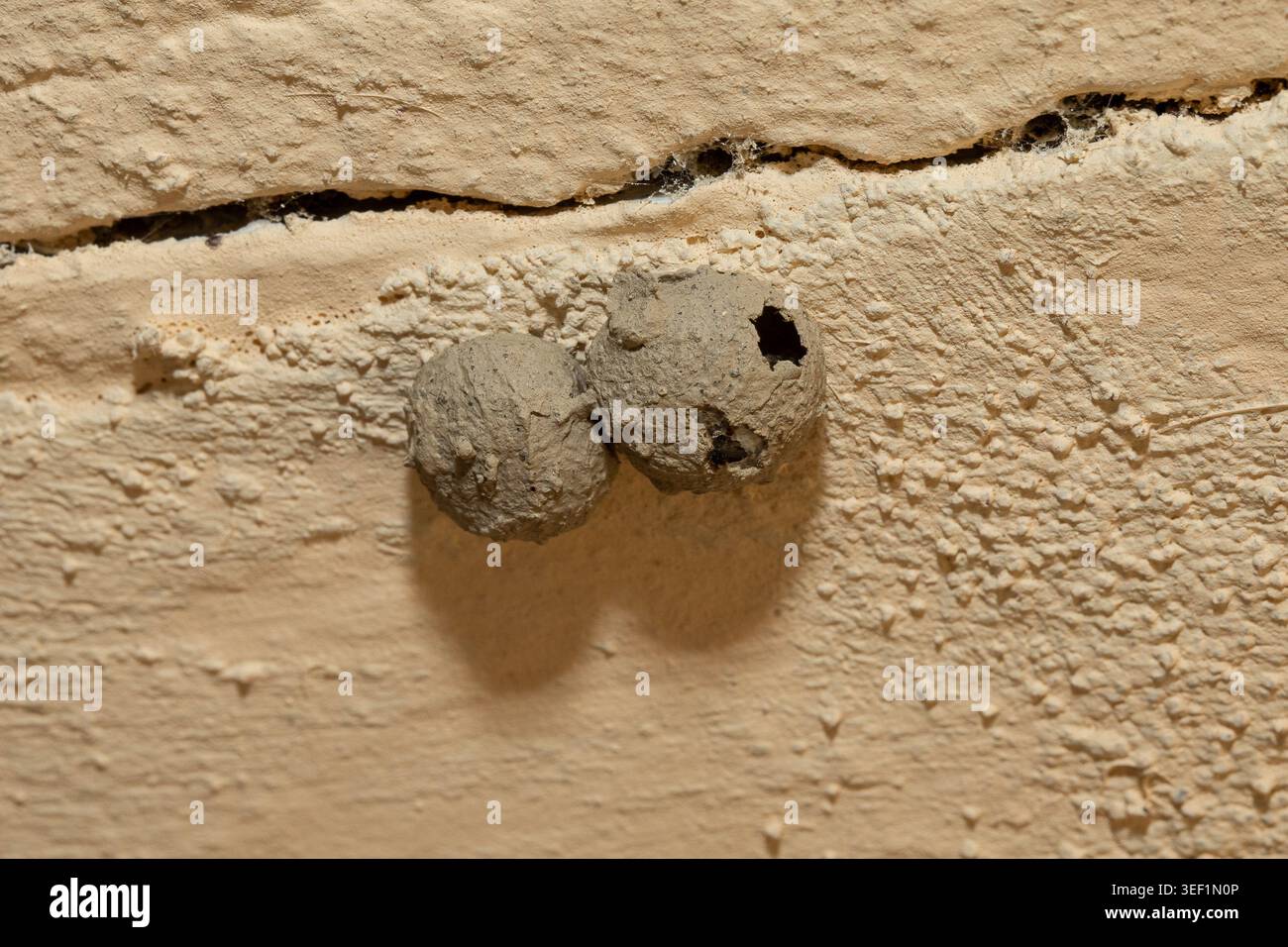 Potter-Wespen-Schlammnester, die mit einem Riss an einer Wand befestigt sind Stockfoto