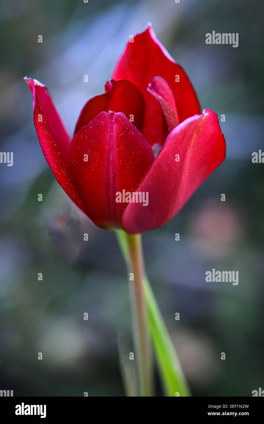Tulipa cypria Blume blüht in der Natur, vertikale Makroprofilaufnahme der seltenen ZypernTulpe mit eleganten dunkelroten Blüten auf einem schlanken Stiel. Stockfoto