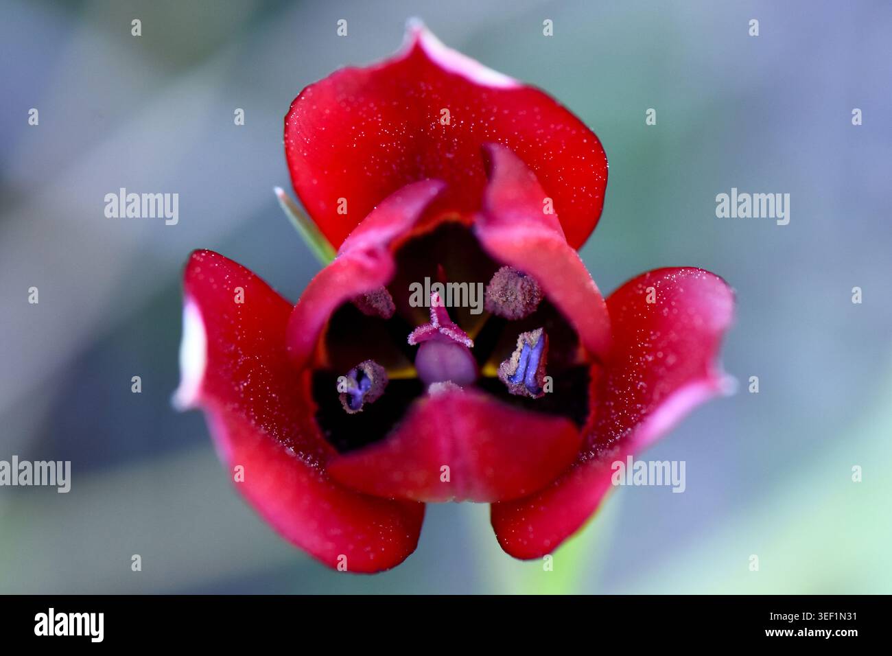 Tulipa cypria Blume blüht in der Natur, Top-down-Makroaufnahme der seltenen ZypernTulpe mit dunkelroten Blüten und inneren Details. Stockfoto