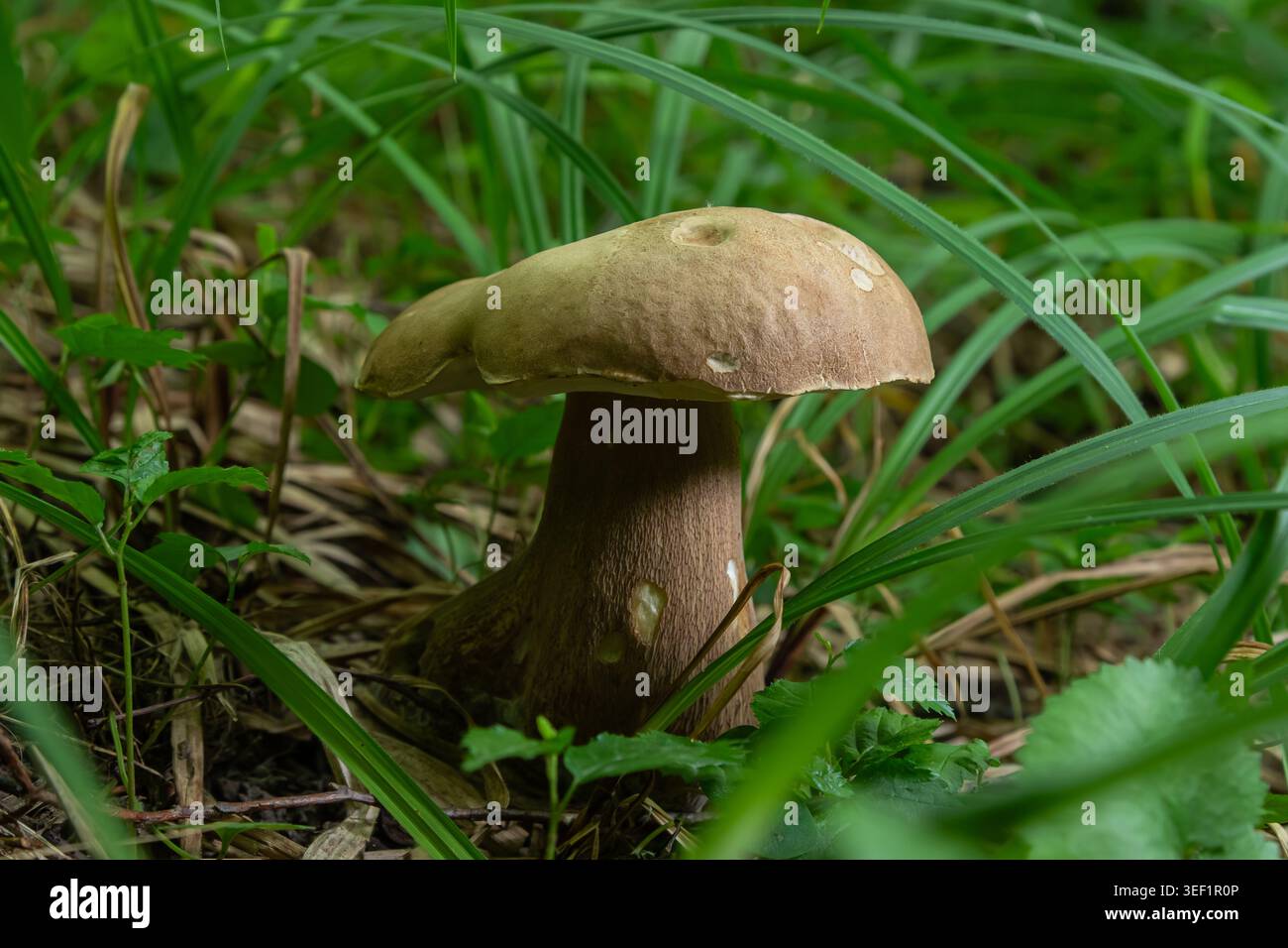Ein Sommerbolete steht anmutig in dichtem Gras und Laub und zeigt seine einzigartige Form und seine Erdtöne in einer ruhigen Waldumgebung im Sommer Stockfoto