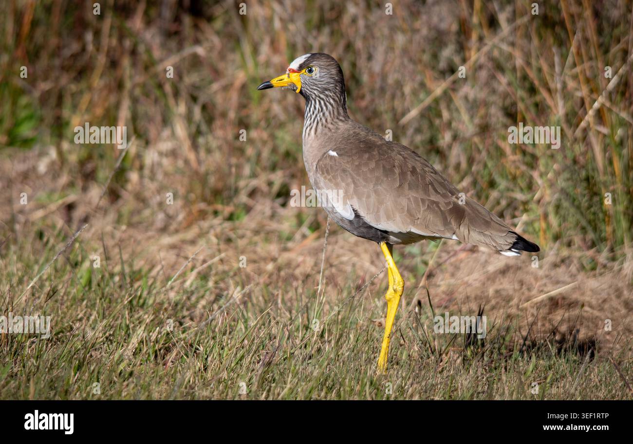 South African Birds – Afrikanischer Wattlumschlag Afrikas größter Kickschlag Stockfoto