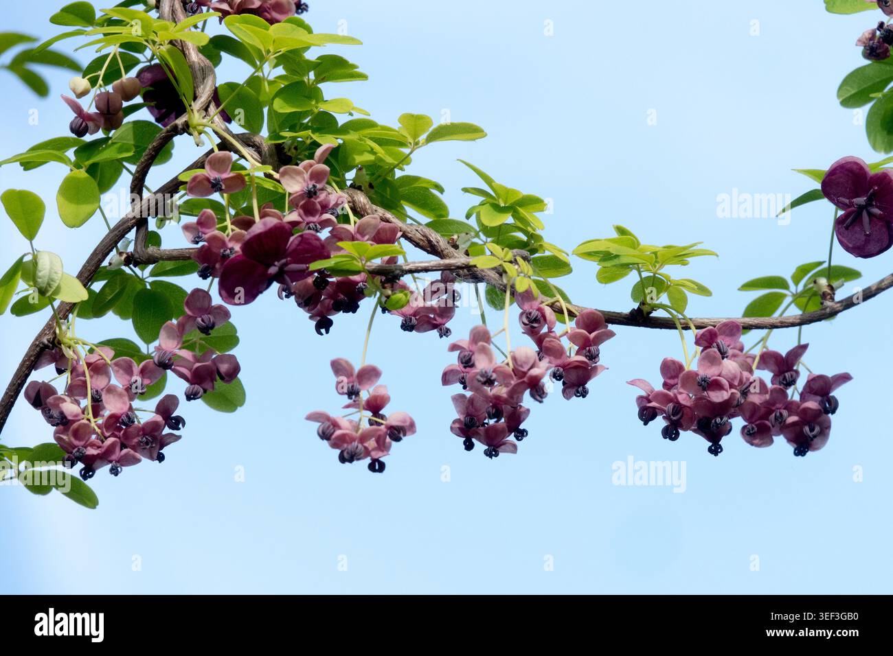 Akebia quinata Stockfoto