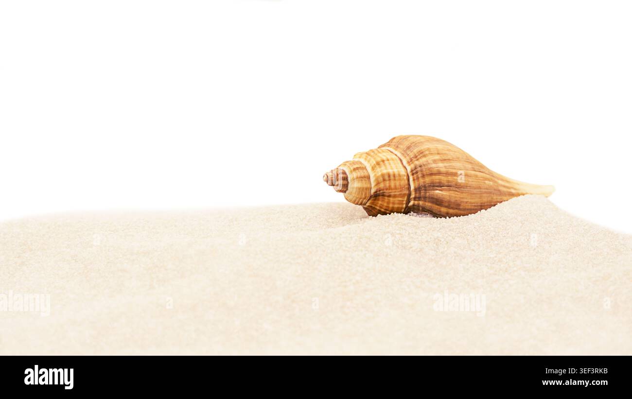 Muschel auf weichem Sand isoliert auf weißem Hintergrund, minimales Strandbanner mit Kopierraum Stockfoto