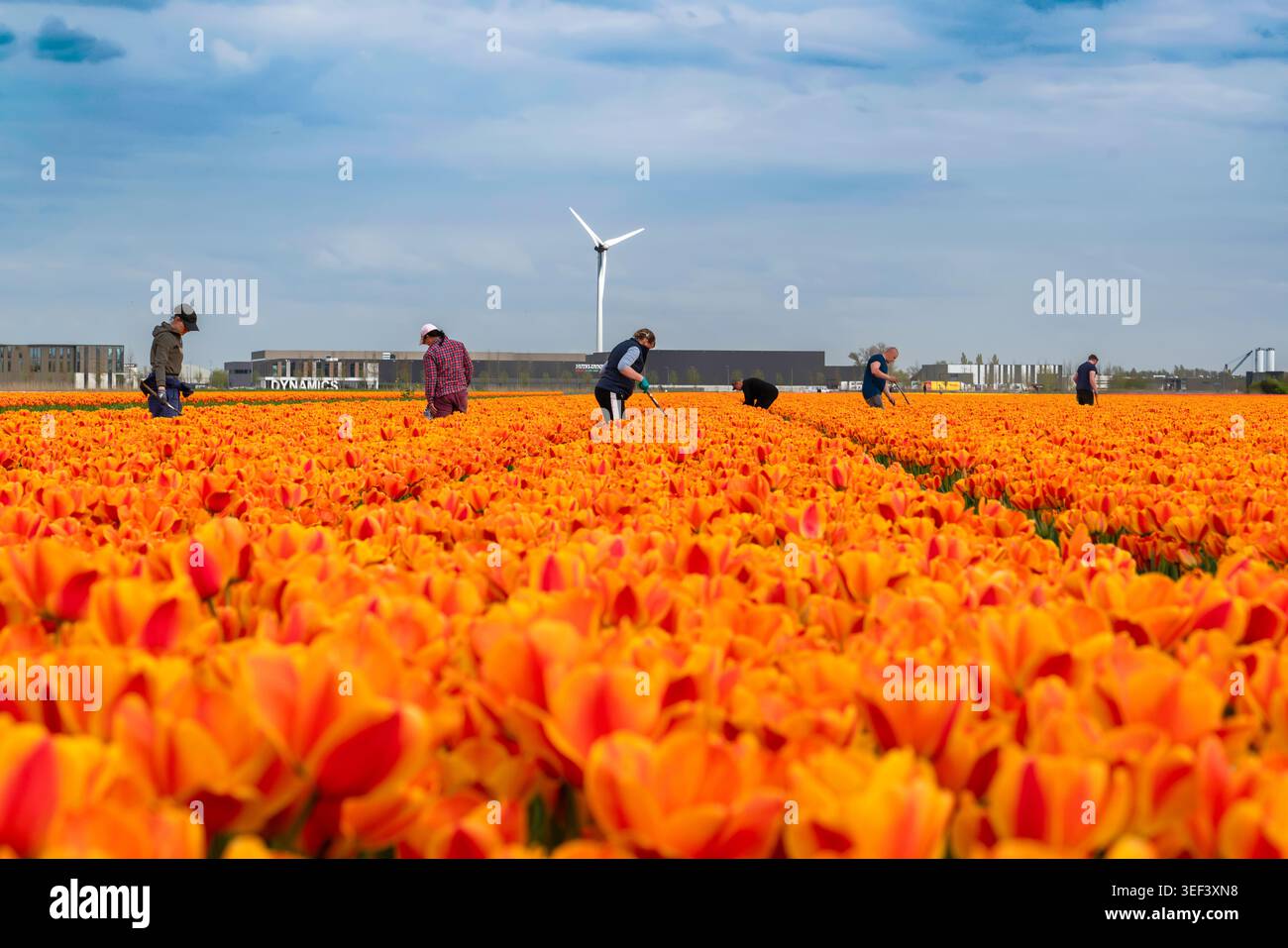Alkmaar, Niederlande - 17. April 2026: Ein flacher Blickwinkel, der stark verschwommene (selektive Fokussierung) orange Tulpen im Vordergrund betont, mit fa Stockfoto