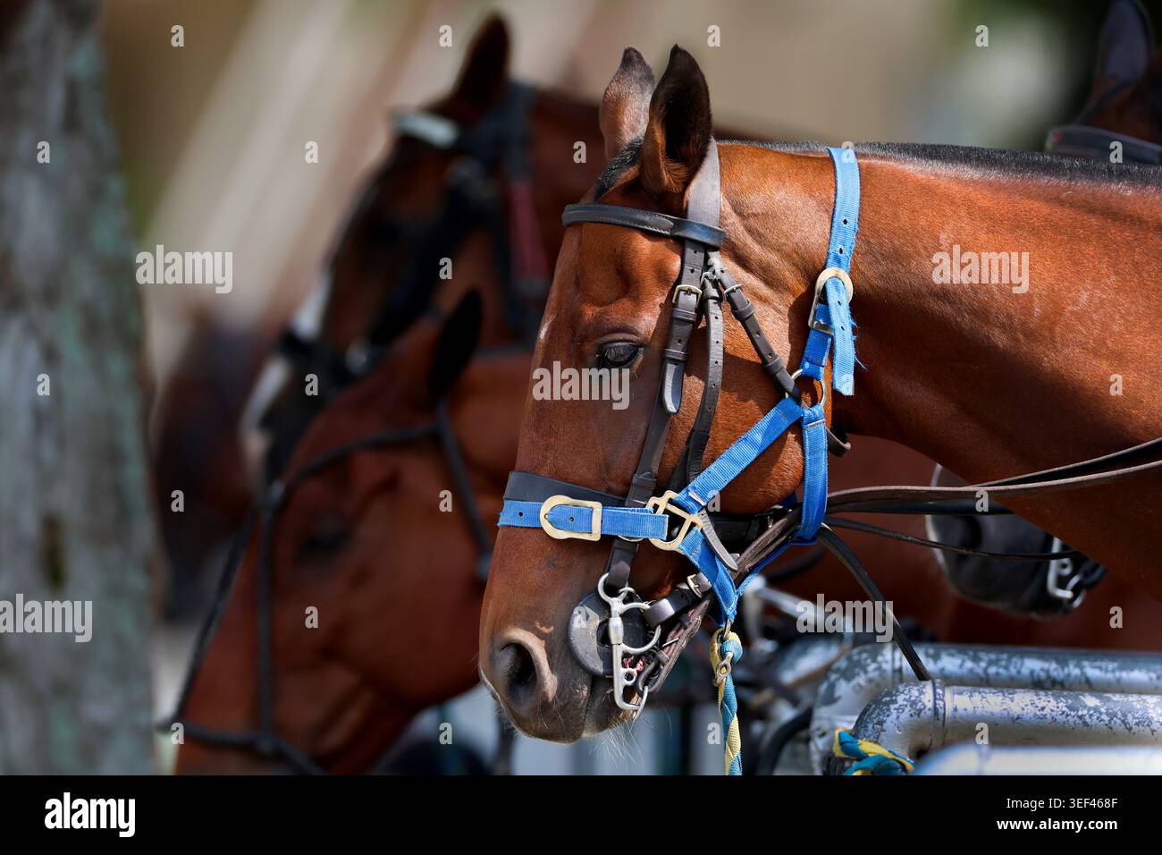 Ein braunes Pferd mit blauem Nylonhalter und professionellem Tack während des Kentucky Derby 2026. Im Hintergrund warten andere Pferde in lin Stockfoto