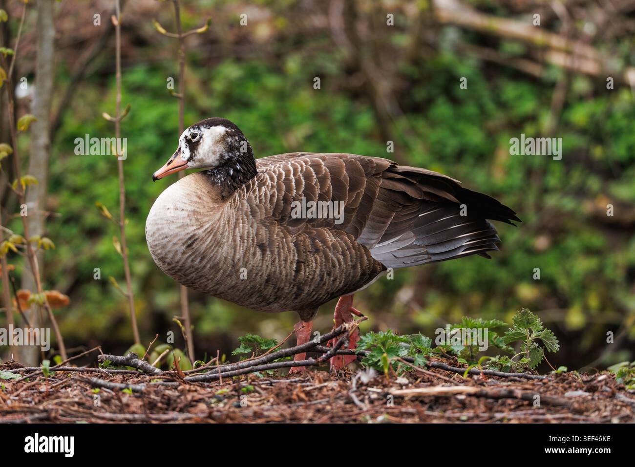 Rosa-Fuß-Gans steht zwischen grüner Vegetation – weißer Gesichtsfleck, rosa-orange Schnabel, gesägtes braun-graues Gefieder. Ganzkörper-Porträt der Wildtiere Stockfoto
