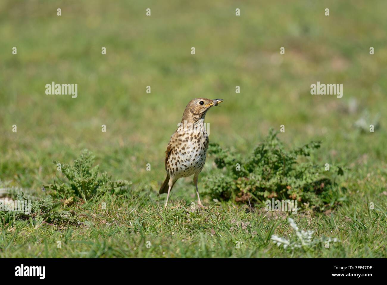 Song-Thrush-Turdus philomelos sammelt Nahrung. Stockfoto