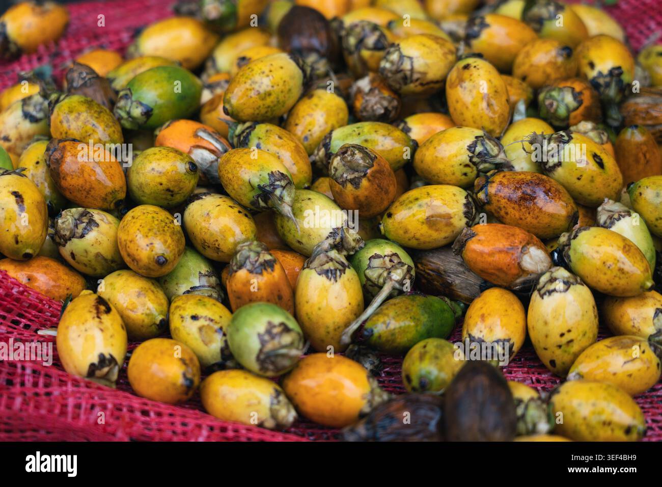 Eine Nahaufnahme von geernteten Betelnüssen, den Samen der Areca catechu-Palme, die in einem roten Netzbeutel auf einem Markt in Sri Lanka zusammengestapelt wurden. Stockfoto