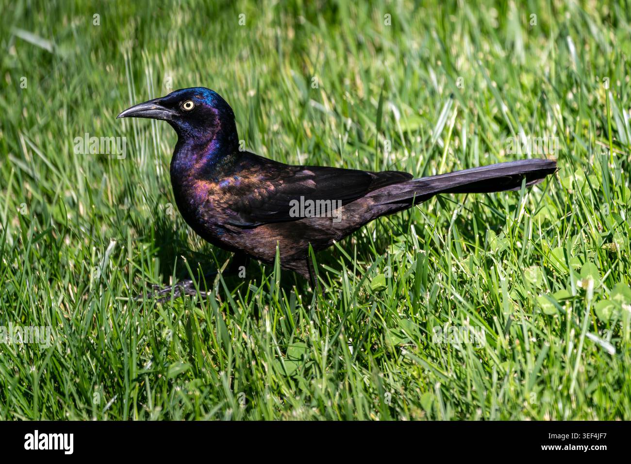 Ein schillernder Grackle steht in hellgrünem Gras, dessen glänzende lila und blaue Federn im Sonnenlicht glitzern. Stockfoto