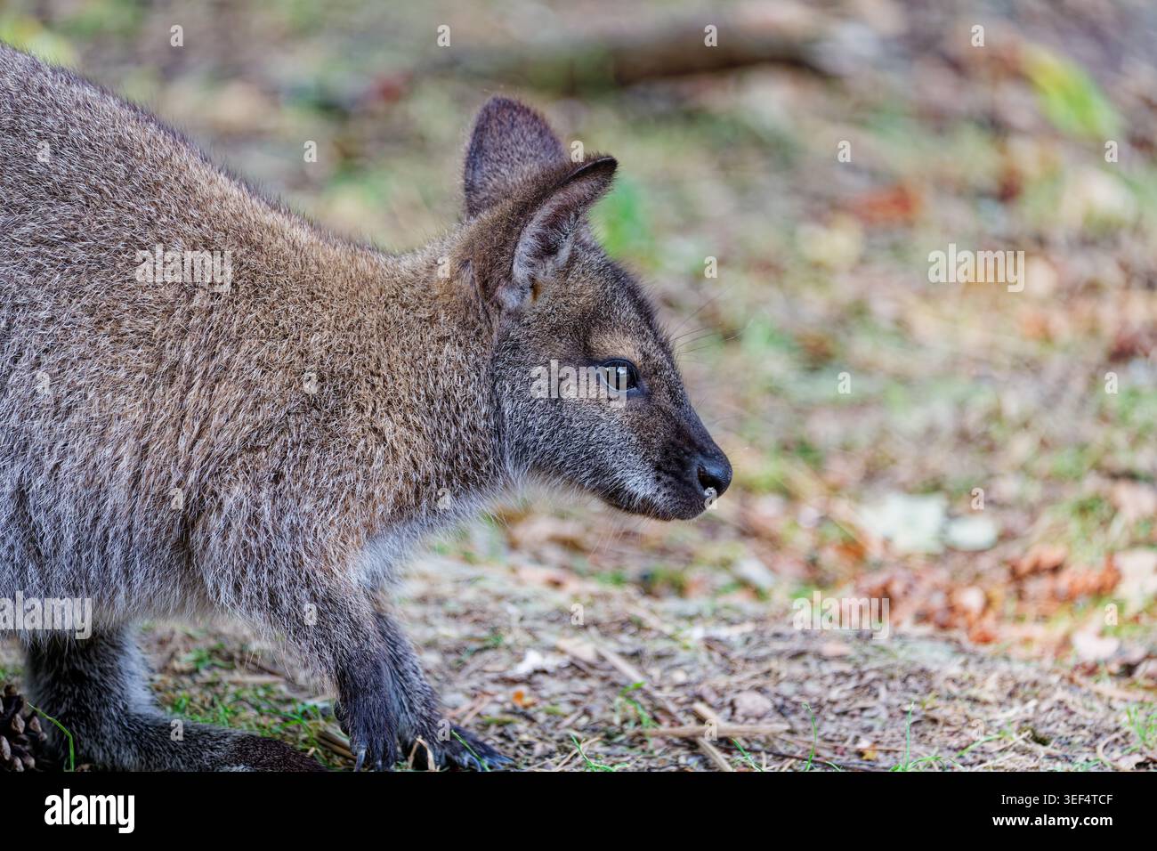 Nahaufnahme eines Rothalses Wallabys mit detaillierter Fellstruktur, spitzen Ohren und aufmerksamem Ausdruck in weichem natürlichem Licht. Stockfoto