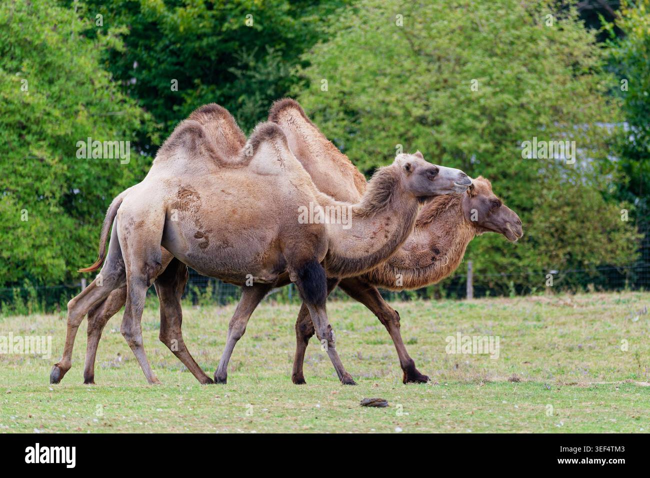 Baktrisches Kamel, das im Freien spaziert, zeigt seine zwei Buckel, langen Beine und sein dickes Fell, charakteristisch für diese zentralasiatische Kamelart. Stockfoto