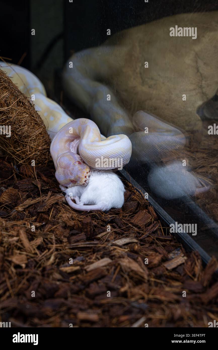 Albino-Kugelpython in seinem Gehege, das eine Ratte vertikal schluckt. Stockfoto