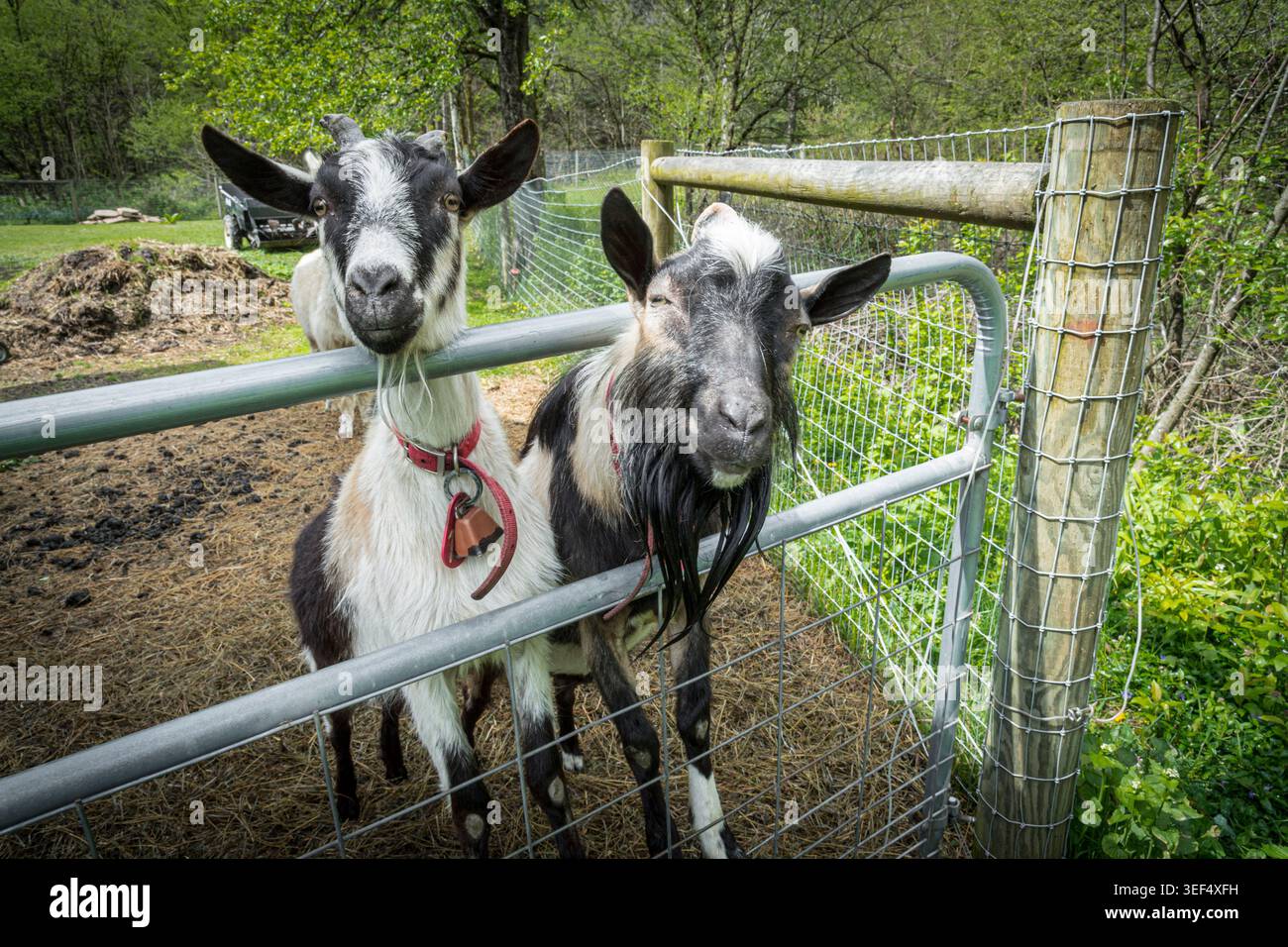 Ziege auf einer kleinen Farm, Pennsylvania, USA Stockfoto