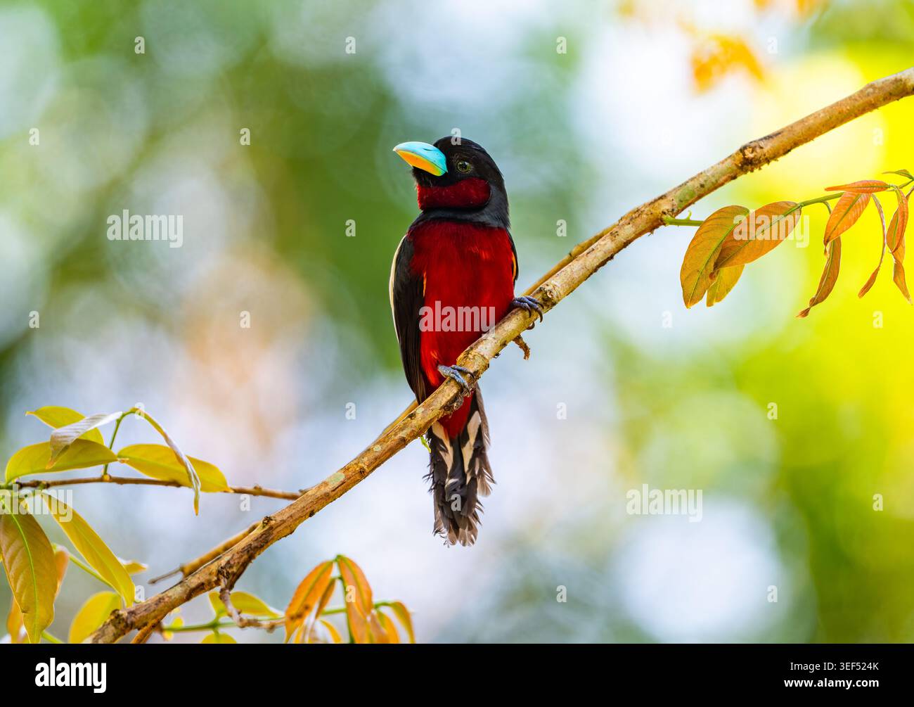 Ein schwarz-roter Broadbill (Cymbirhynchus macrorhynchos), der auf einem Ast thront. Cat-Tien-Nationalpark, Vietnam. Stockfoto