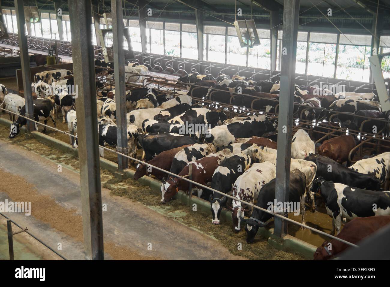 Herde von Milchkühen, die in der Rinne in einem Industriegebäude füttern, Viehwirtschaft in kommerziellen Einrichtungen, weicher Schwerpunkt der Milchproduktion Stockfoto