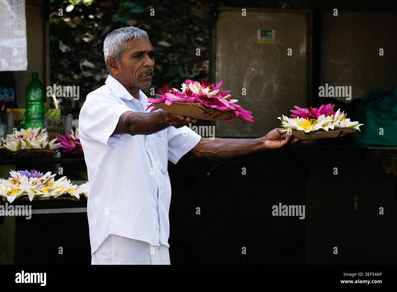 KANDY, SRI LANKA - Ein einheimischer Sri-lankischer Mann in traditioneller weißer Kleidung hält Tabletts mit bunten Lotusblumen zum Verkauf als Tempelopfer bereit Stockfoto