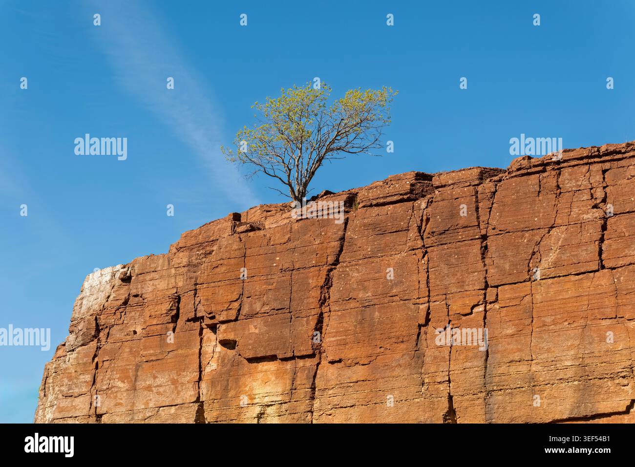 Einsame europäische Esche wächst am Rande der Kalksteinklippen in Hällekis am Kinnekulle-Berg, Västra Götaland, Schweden. Stockfoto