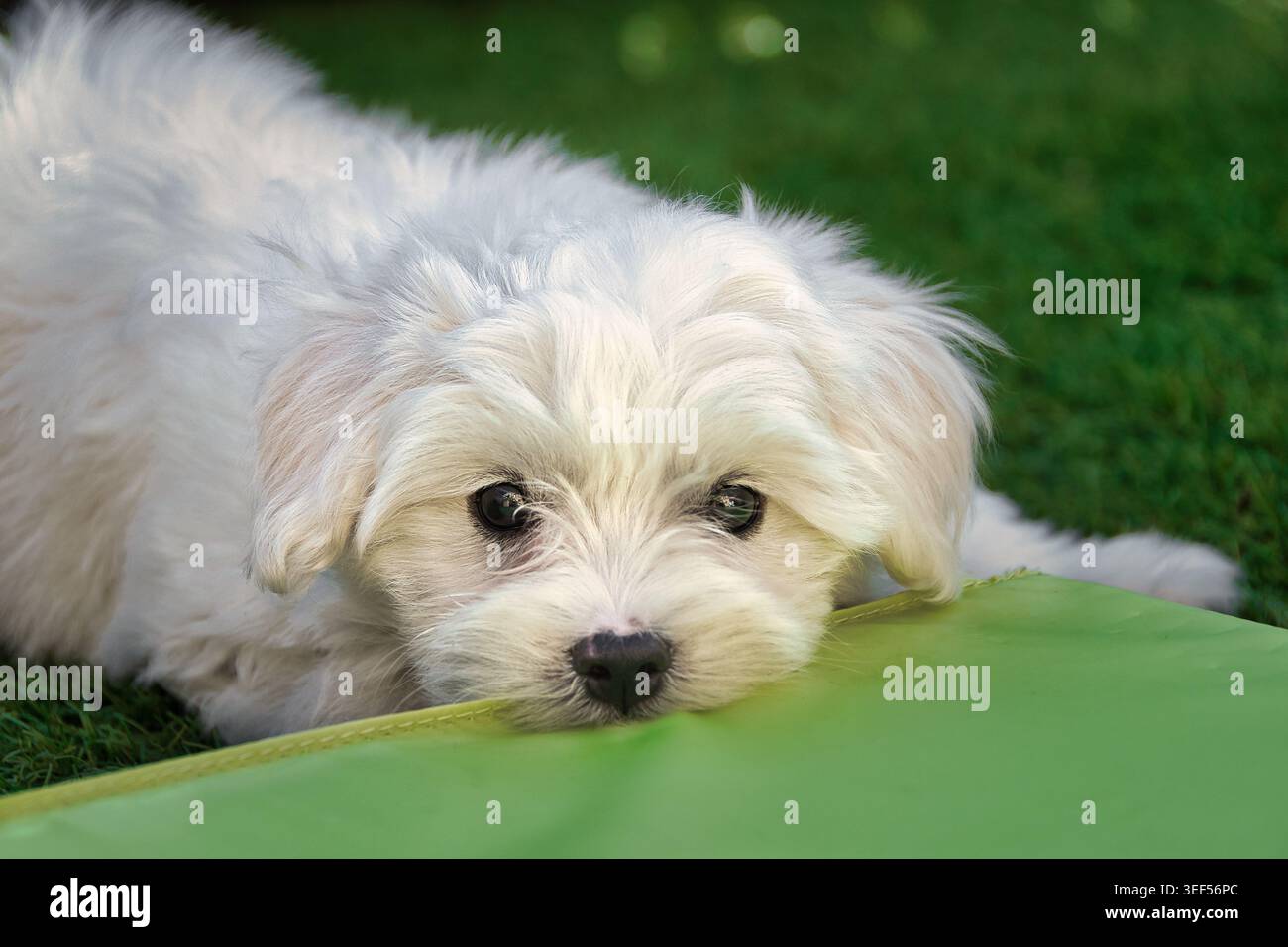 Nahaufnahme eines weißen maltesischen Welpen, der auf Gras liegt und neben einer grünen Matte in die Kamera blickt. Stockfoto