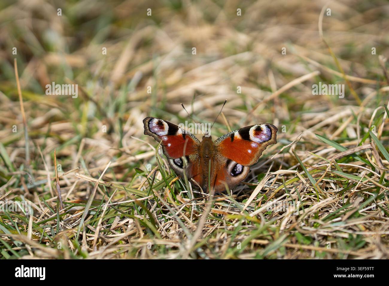 Europäischer Pfauenfalter (Aglais io), der auf trockenem Frühlingsgras ruht und seine leuchtend orangefarbenen Flügel mit markanten Augenflecken bei natürlichem Sonnenlicht zeigt. Stockfoto