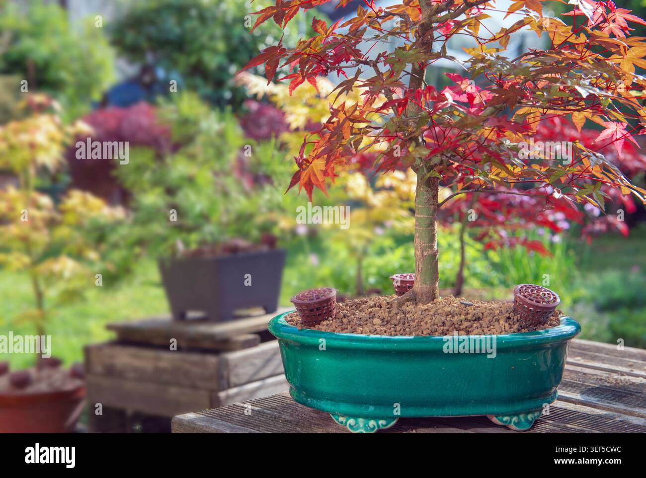 brachychiton rupestris bonsai Brachychiton rupestris (Queensland Bottle Tree) main image 1