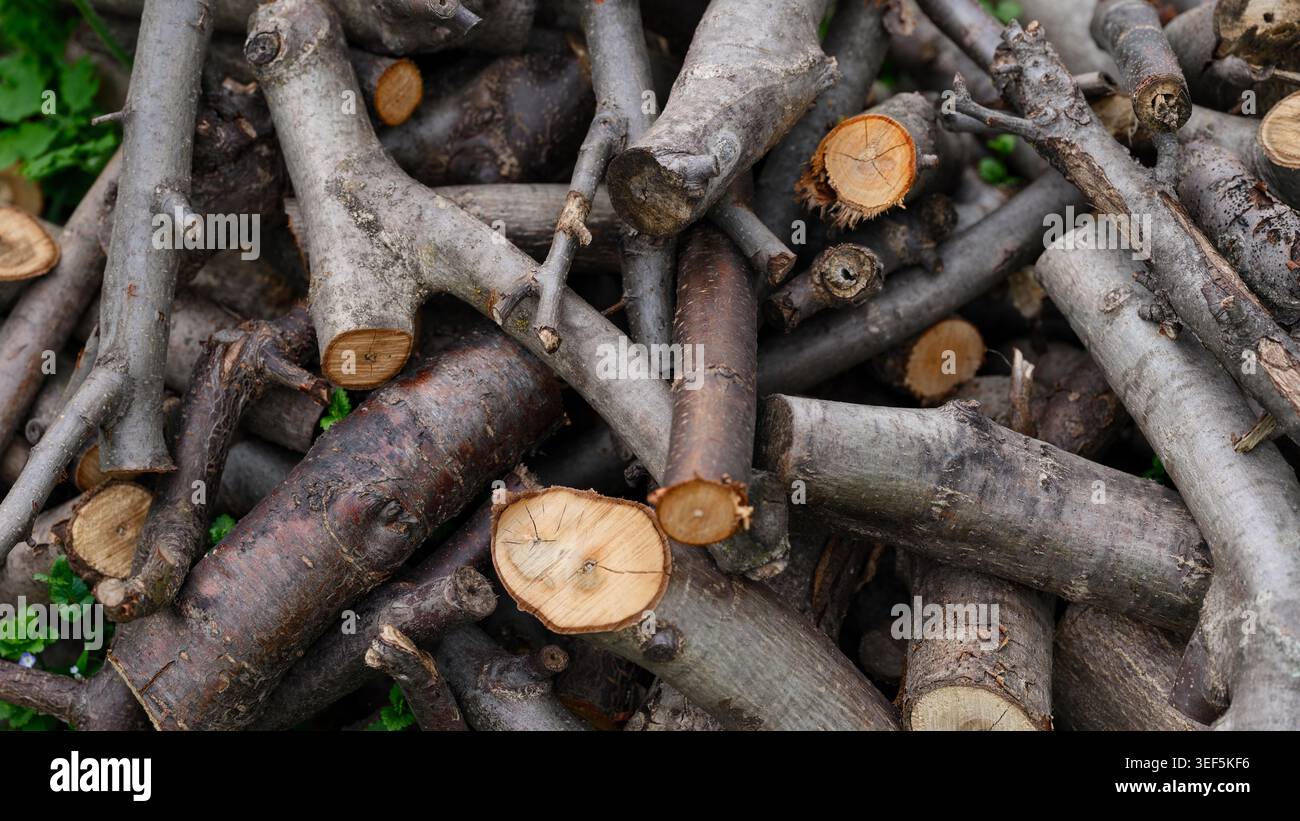 Ein chaotischer Haufen von abgeschnittenen Ästen und kleinen Stämmen mit sichtbarer Rindenstruktur und frischen Holzquerschnitten. Nahaufnahme. Stockfoto