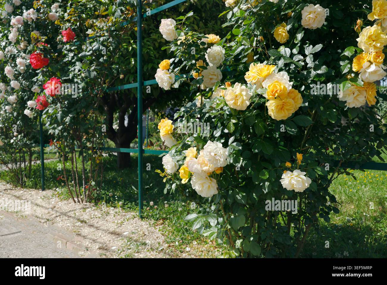 Leuchtende gelbe und cremefarbene Rosen auf grünem Metallspalier im Klostergarten Cimiez in Nizza. Traditionelle französische Riviera öffentliche Parklandschaft mit dichtem Stockfoto