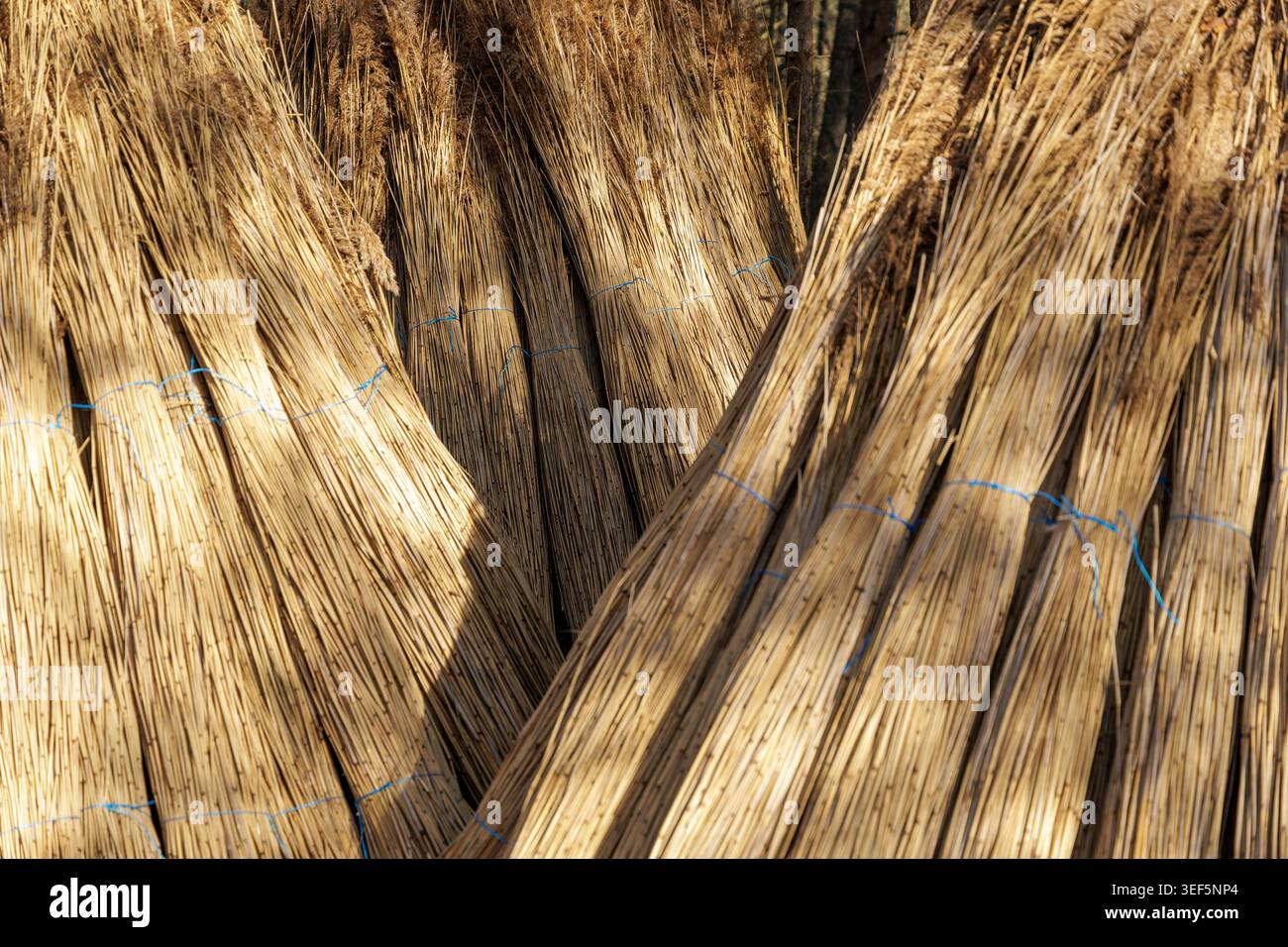 Detaillierte Nahaufnahme trockener Schilfbündel, die mit blauem Schnur verbunden sind, zeigt die natürliche Textur und goldene Farbe nachhaltiger Baumaterialien. Stockfoto