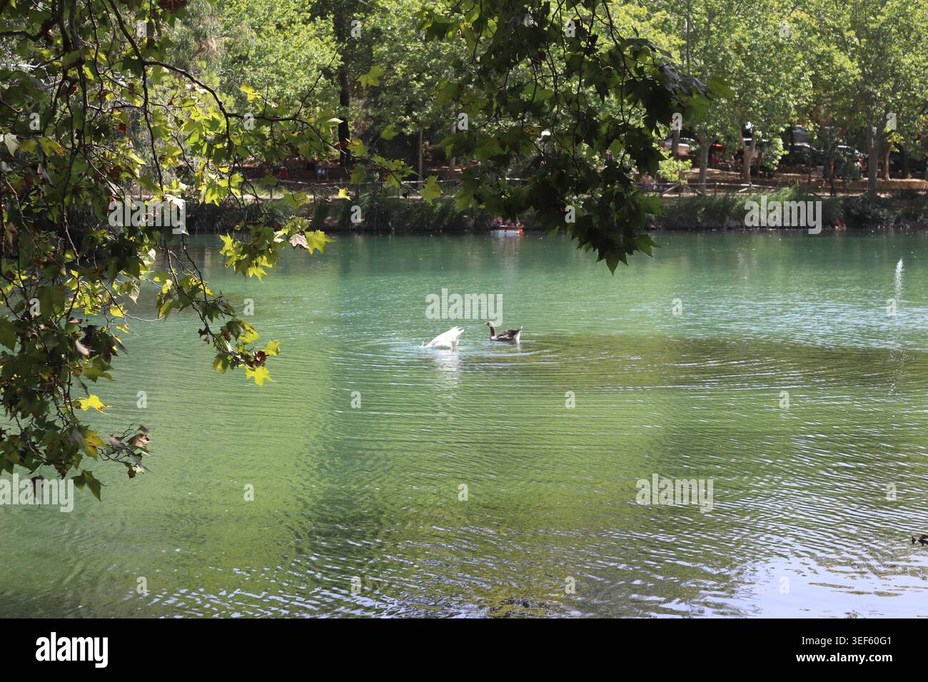 Eine ruhige Wasserszene in La Albufera de Anna in Valencia, Spanien, eingerahmt von überhängenden Baumästen. Das Bild zeigt zwei Gänse, die im schwimmen Stockfoto
