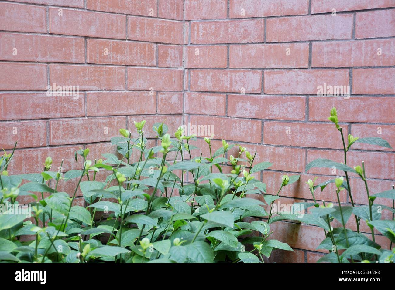 Nahaufnahme grüner Pflanzenblätter mit einer Backsteinmauer im Hintergrund, mit natürlichen Texturen, urbaner Gartenästhetik und weichen organischen Details Stockfoto