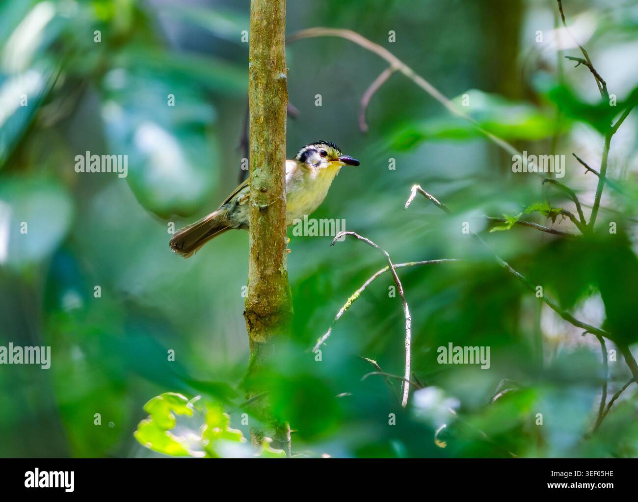 Eine schwarz gekrönte Fulvetta (Schoeniparus klossi) fing im Wald eine Wanze. Vietnam. Stockfoto