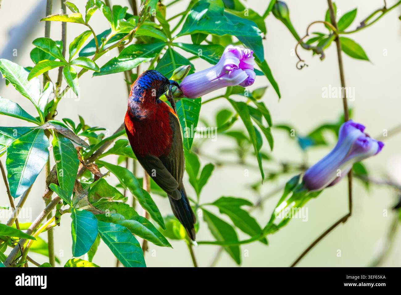Ein bunt gefärbter männlicher Schwarzkehlersonnvogel (Aethopyga saturata) besucht einen Blumenfleck. Vietnam. Stockfoto