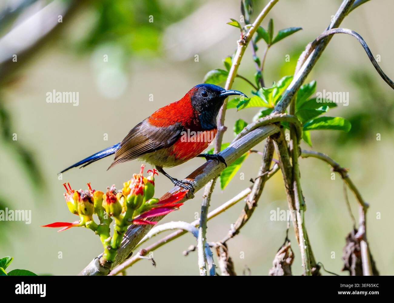 Ein bunt gefärbter männlicher Schwarzkehlersonnvogel (Aethopyga saturata) besucht einen Blumenfleck. Vietnam. Stockfoto
