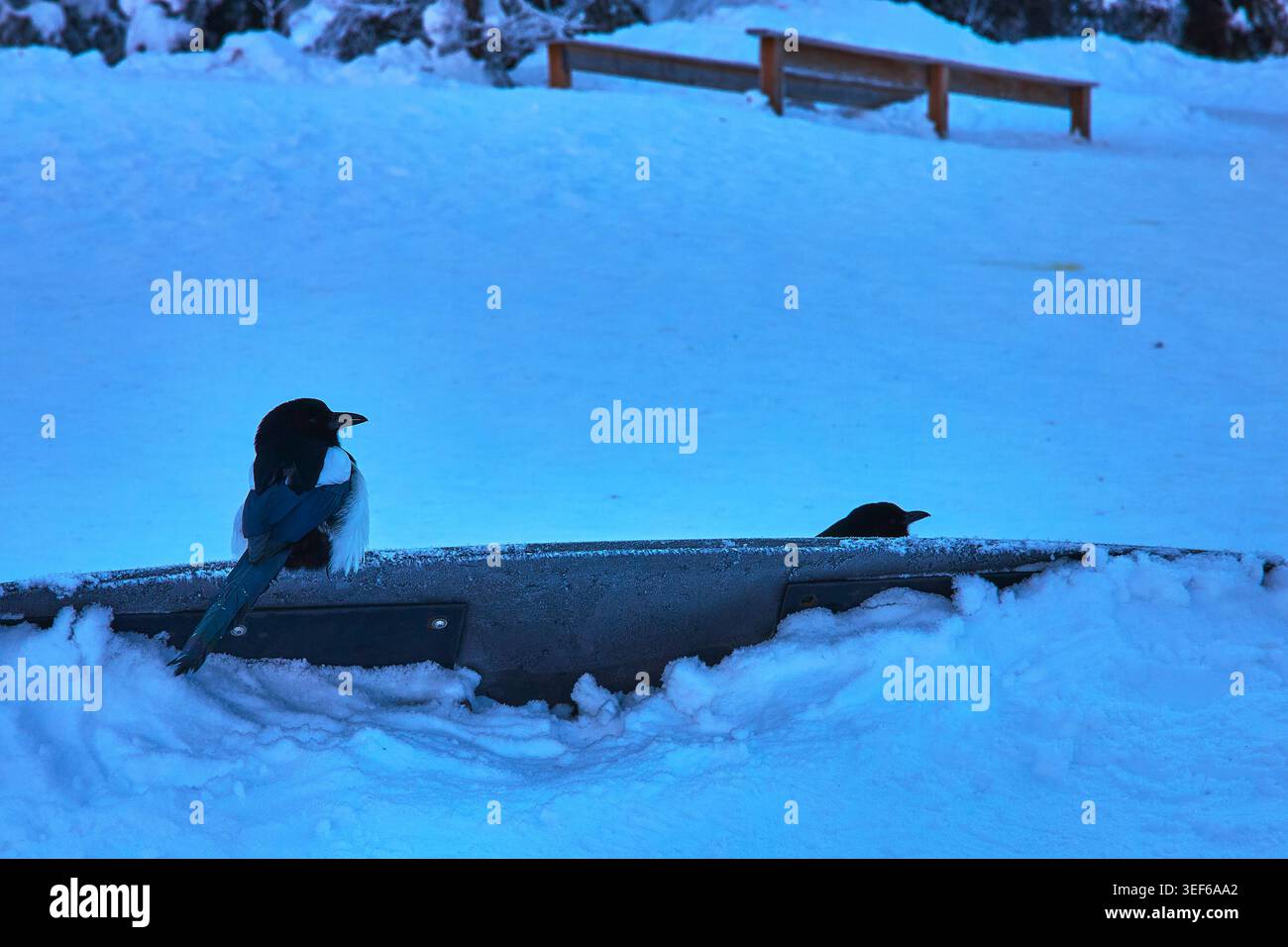 Winter Elpie Und Black Bird Auf Snowy Bench In Alberta Kanada Stockfoto