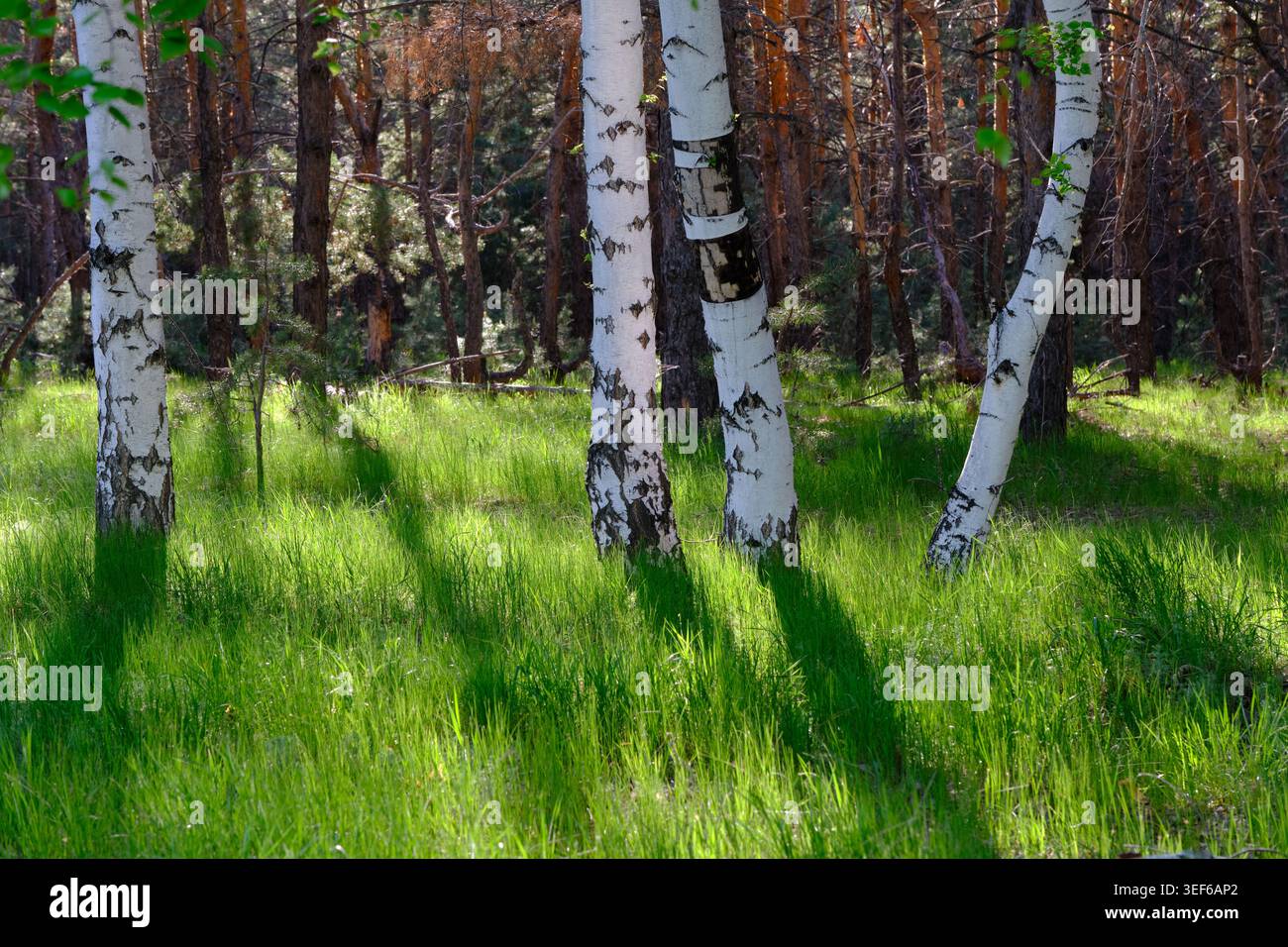 Wunderschöne Waldlandschaft mit weißen Birken und lebendigem grünem Gras im Sonnenlicht Stockfoto