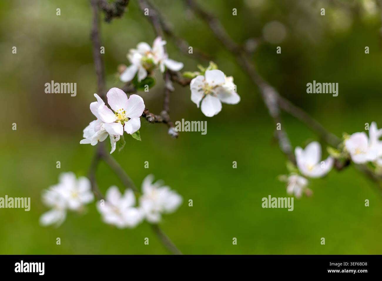 Weiße Apfelblüten Vor Grünem Hintergrund. Nahaufnahme weicher weißer Apfelblüten auf dünnen Ästen mit einem verschwommenen grünen Frühlingsgarten Stockfoto