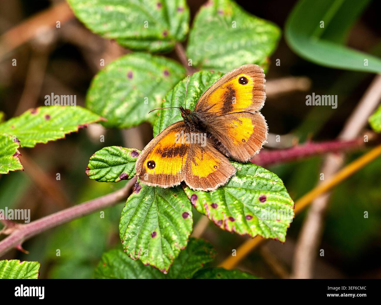 Torhüter Schmetterling auf Brombeerblättern mit leuchtenden orangefarbenen Flügeln, dunklen Augenflecken und zarten Sommerwäldern in sanftem Sonnenlicht. Stockfoto