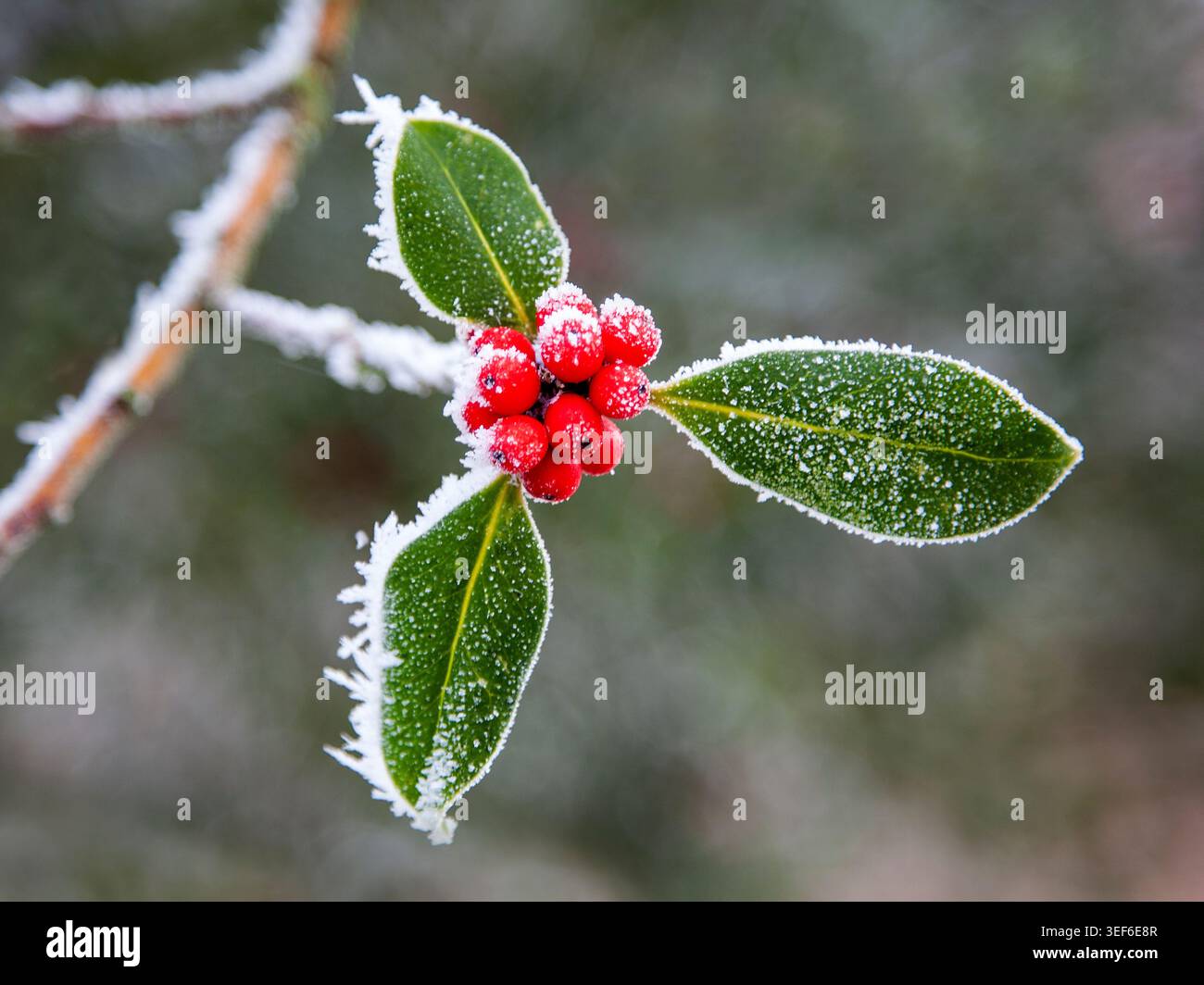 Gefrorener stechpalmenzweig mit lebhaften roten Beeren und drei grünen Blättern, die nach einem harten Winterfrost in eiskalten Kristallen funkeln. Stockfoto